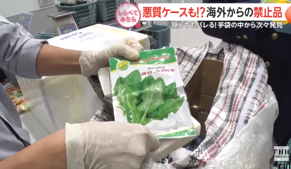 Khách Việt giấu nhiều hạt giống rau trong găng tay khi nhập cảnh vào Nhật - 1