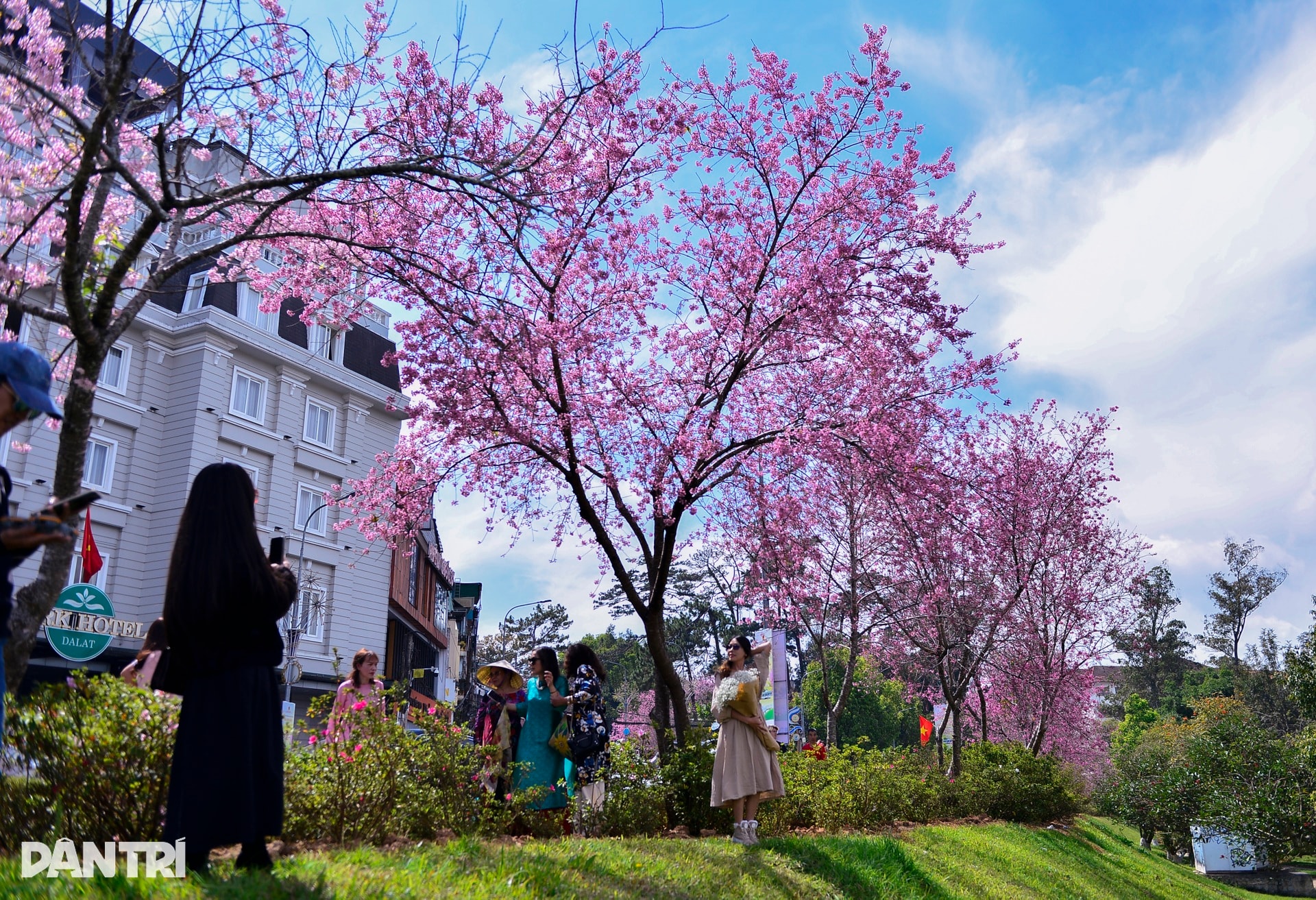 Đà Lạt rực hồng sắc mai anh đào đón Tết Bính Ngọ 2026 - 2
