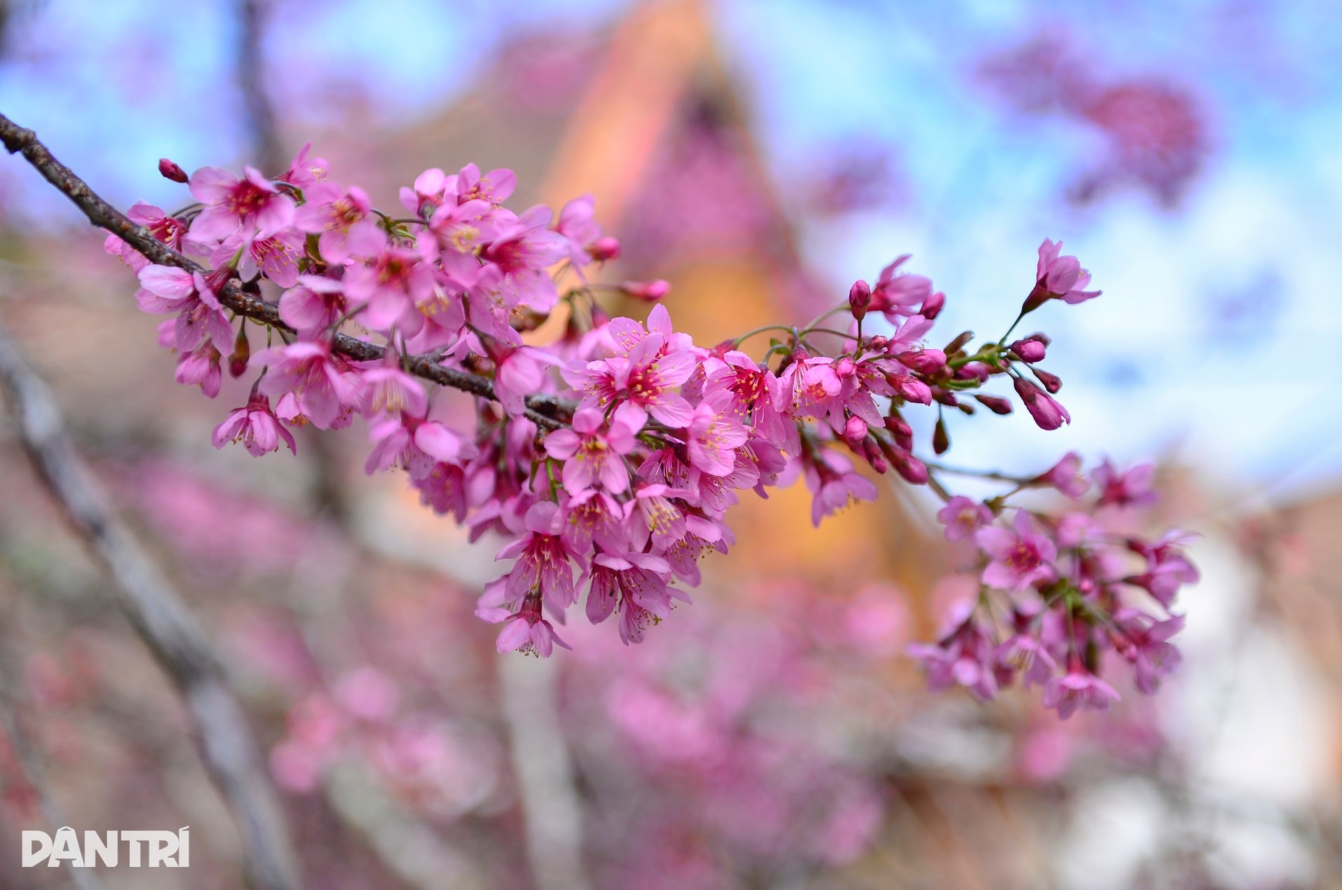 Đà Lạt rực hồng sắc mai anh đào đón Tết Bính Ngọ 2026 - 3