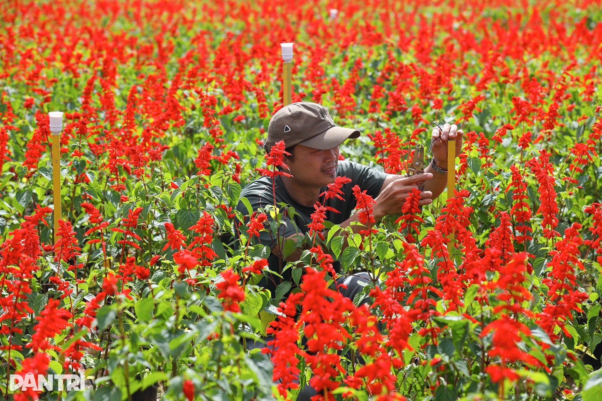 Đóa sen khổng lồ từ 5 vạn chậu hoa ở Kinh thành Huế - 9 Đóa sen khổng lồ từ 5 vạn chậu hoa ở Kinh thành Huế - 9