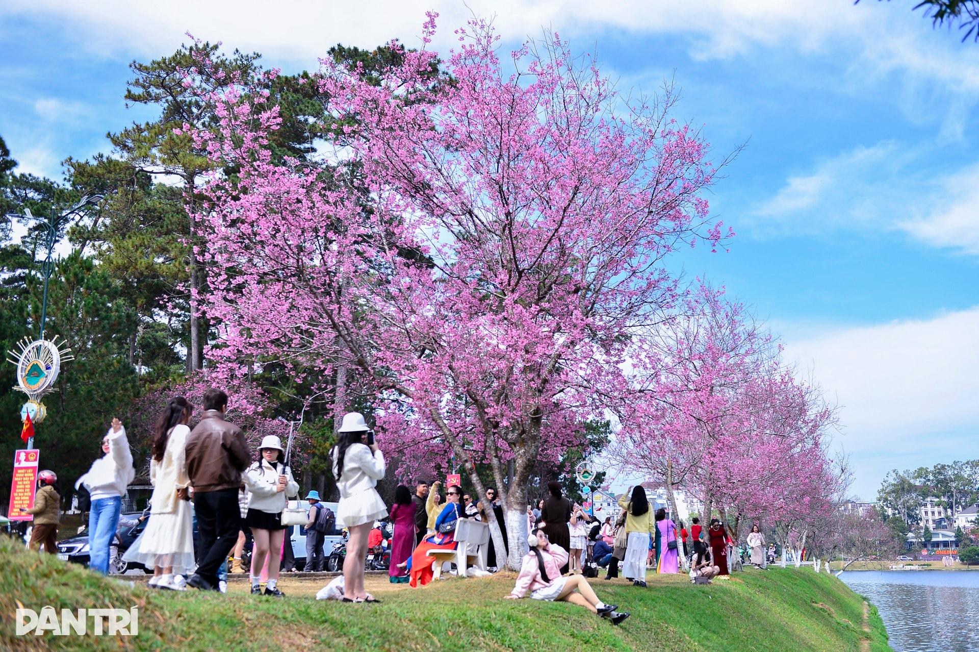 Đà Lạt rực hồng sắc mai anh đào đón Tết Bính Ngọ 2026 - 6