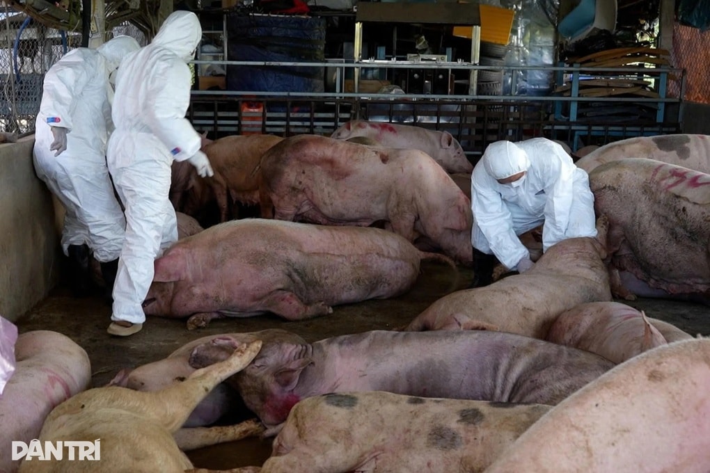 Quảng Ngãi đề nghị hỗ trợ 106 tỷ đồng khắc phục dịch bệnh gia súc, gia cầm - 1