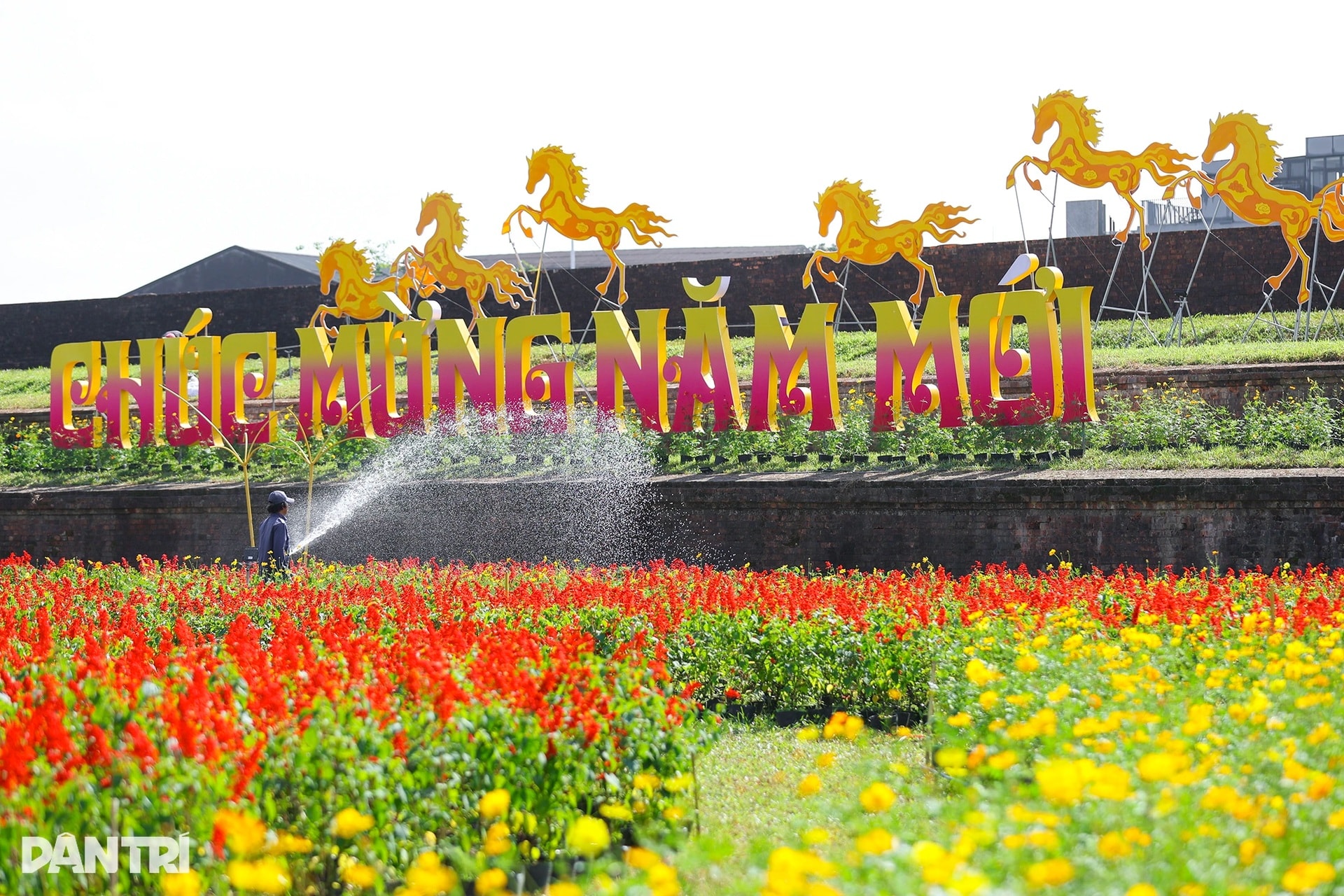 Đóa sen khổng lồ từ 5 vạn chậu hoa ở Kinh thành Huế - 10 Đóa sen khổng lồ từ 5 vạn chậu hoa ở Kinh thành Huế - 10