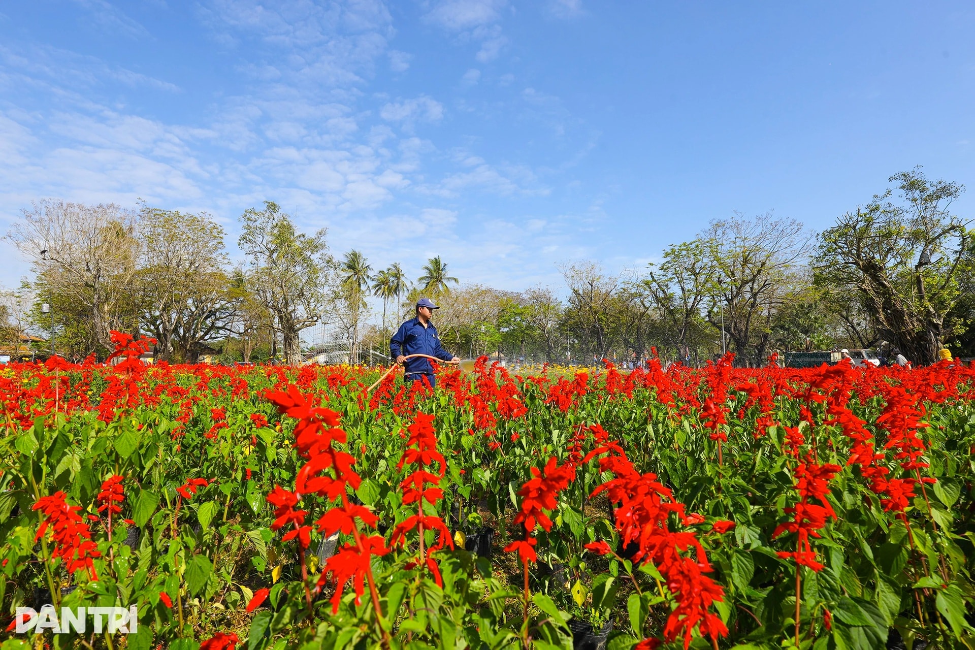 Đóa sen khổng lồ từ 5 vạn chậu hoa ở Kinh thành Huế - 8 Đóa sen khổng lồ từ 5 vạn chậu hoa ở Kinh thành Huế - 8