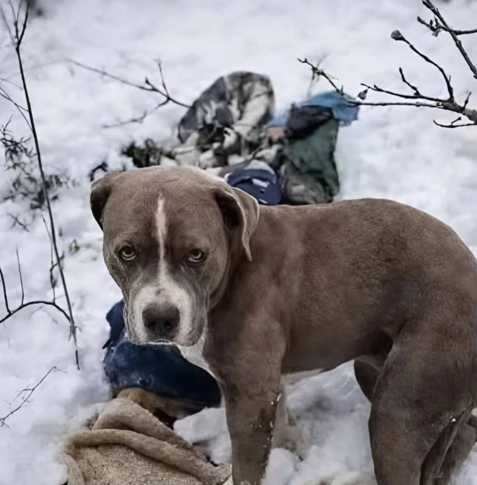 Sherru, chú chó Pitbull 18 tháng tuổi, kiên trì đứng gác bên cạnh chủ nhân suốt 4 ngày đêm giữa thời tiết âm 10 độ C tại vùng núi Himachal, bang Himachal Pradesh, hôm 22/1. Ảnh: Times