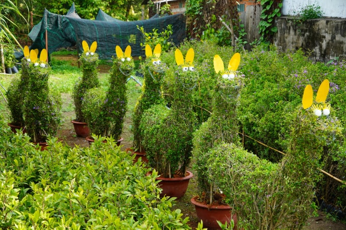 Những con ngựa linh sam tại vườn ông Vũ. Ảnh: Hoàng Nam