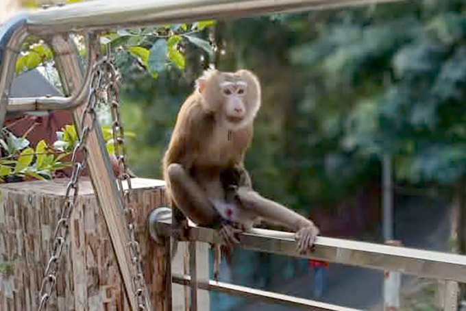 Con khỉ cắn người dân. Ảnh: Minh Bằng