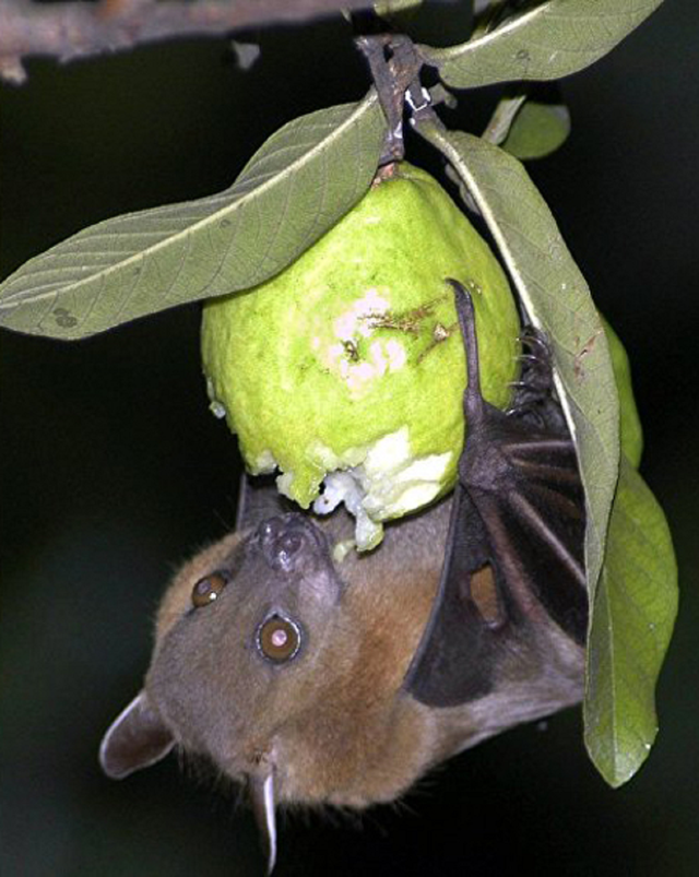 Chuyên gia chỉ "mẹo hay" phân biệt trái cây từng bị động vật cắn phòng virus Nipah - Ảnh 1.