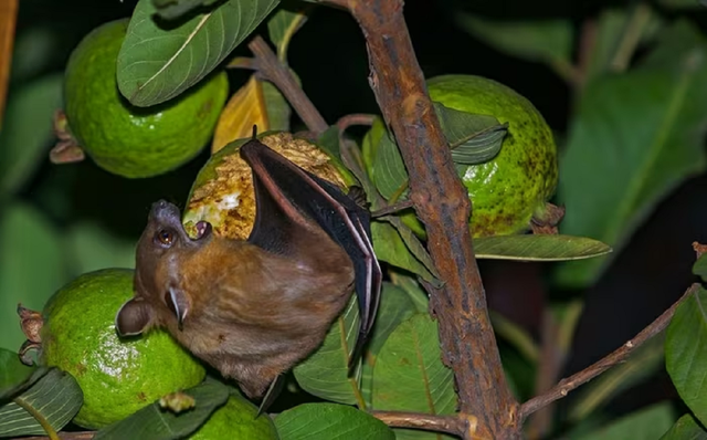 Chuyên gia chỉ "mẹo hay" phân biệt trái cây từng bị động vật cắn phòng virus Nipah - Ảnh 2.