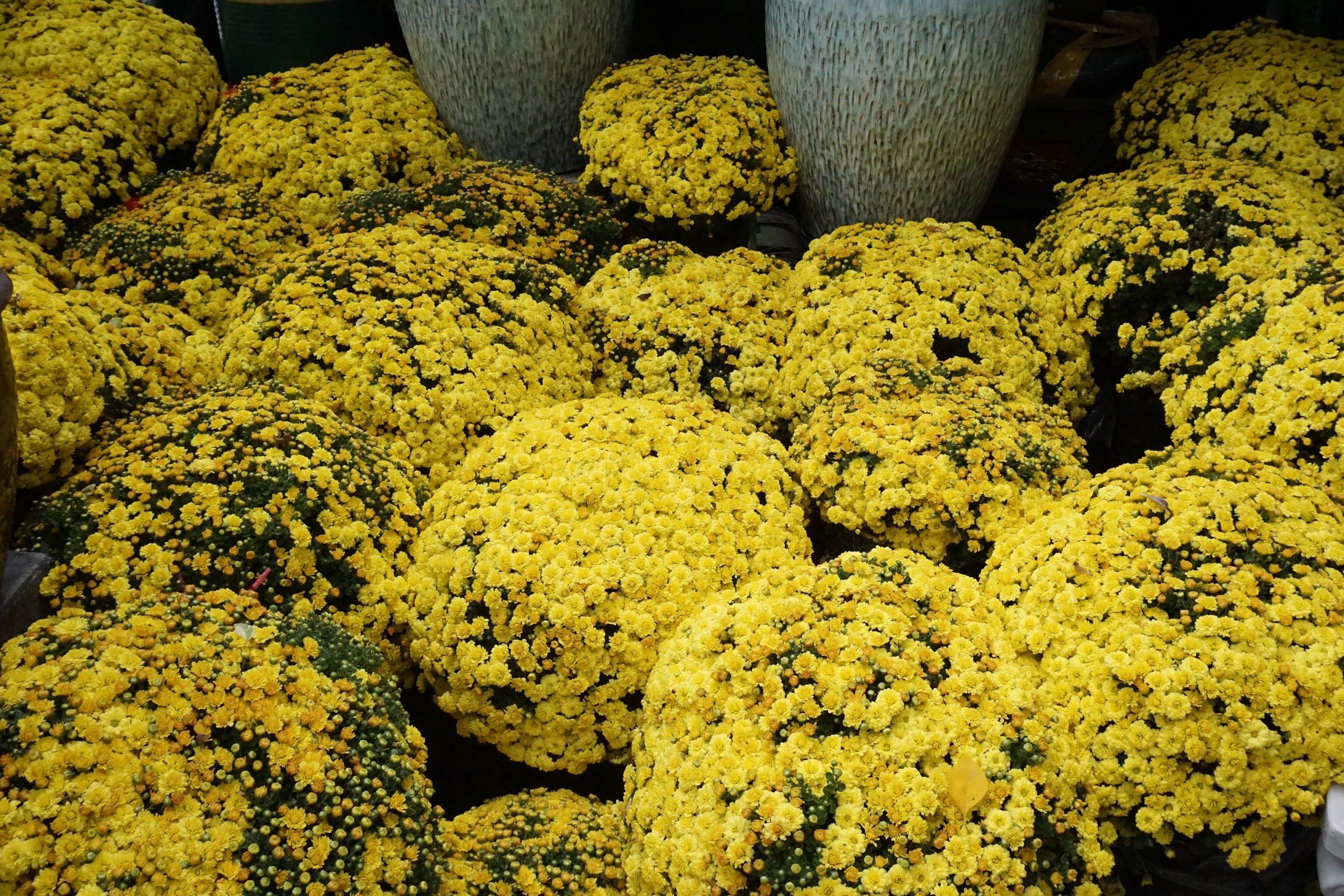 Ấm áp nghĩa tình “giải cứu” cúc mâm xôi nở rộ trước Tết - Ảnh 1.