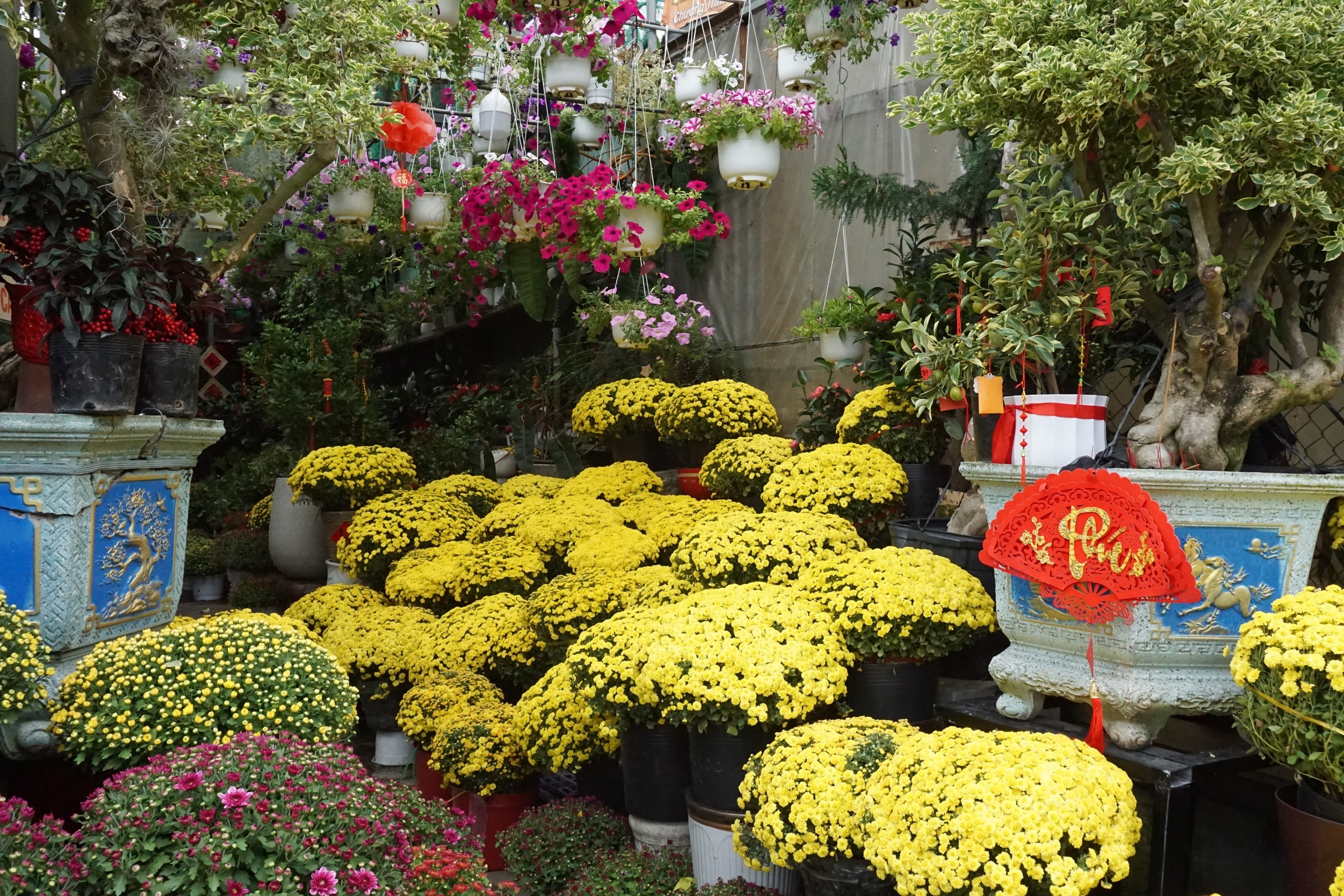 Ấm áp nghĩa tình “giải cứu” cúc mâm xôi nở rộ trước Tết - Ảnh 2.