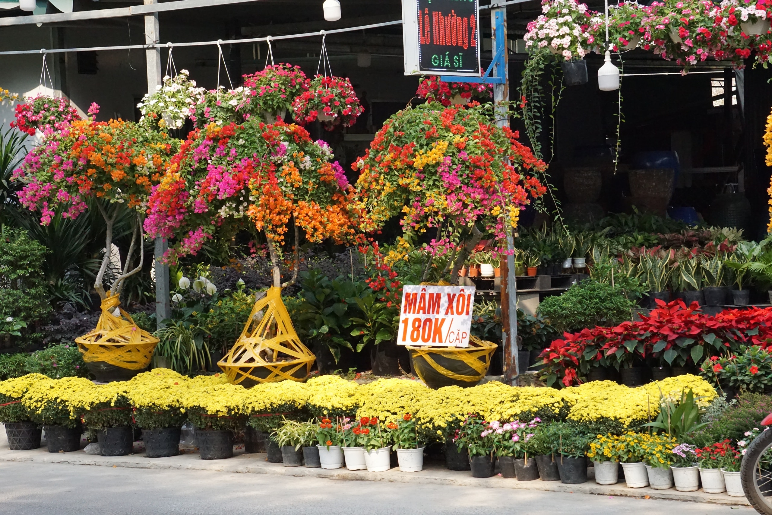 Ấm áp nghĩa tình “giải cứu” cúc mâm xôi nở rộ trước Tết - Ảnh 3.