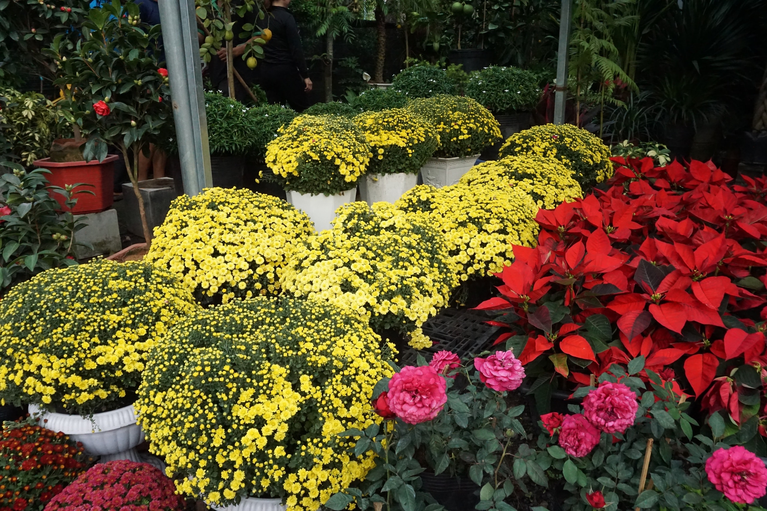 Ấm áp nghĩa tình “giải cứu” cúc mâm xôi nở rộ trước Tết - Ảnh 6.