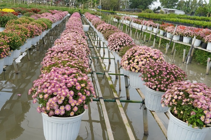 CLIP: Cúc mâm xôi Song Hỷ đang gây sốt dịp giáp Tết - Ảnh 4.