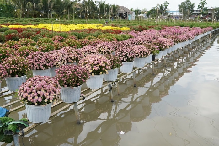 CLIP: Cúc mâm xôi Song Hỷ đang gây sốt dịp giáp Tết - Ảnh 1.