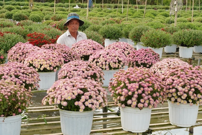 CLIP: Cúc mâm xôi Song Hỷ đang gây sốt dịp giáp Tết - Ảnh 2.