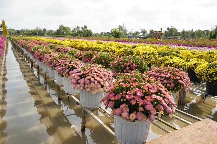 CLIP: Cúc mâm xôi Song Hỷ đang gây sốt dịp giáp Tết - Ảnh 3.