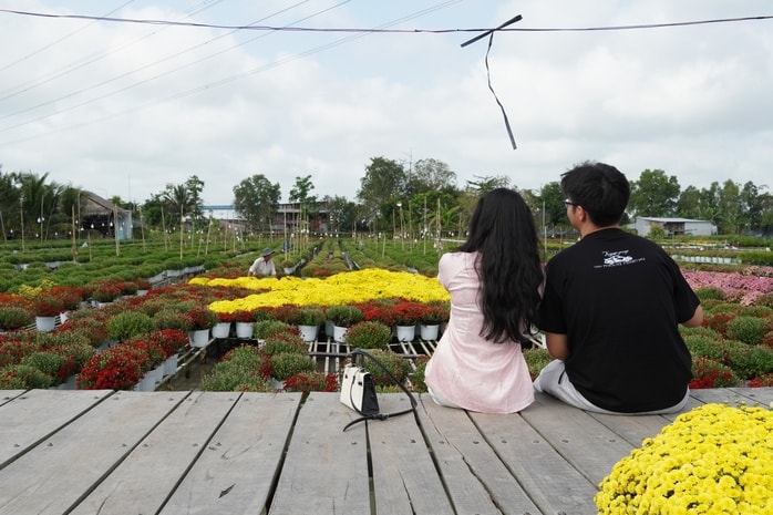 CLIP: Cúc mâm xôi Song Hỷ đang gây sốt dịp giáp Tết - Ảnh 11.