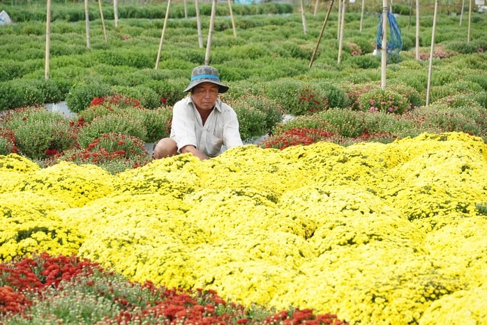 CLIP: Cúc mâm xôi Song Hỷ đang gây sốt dịp giáp Tết - Ảnh 10.
