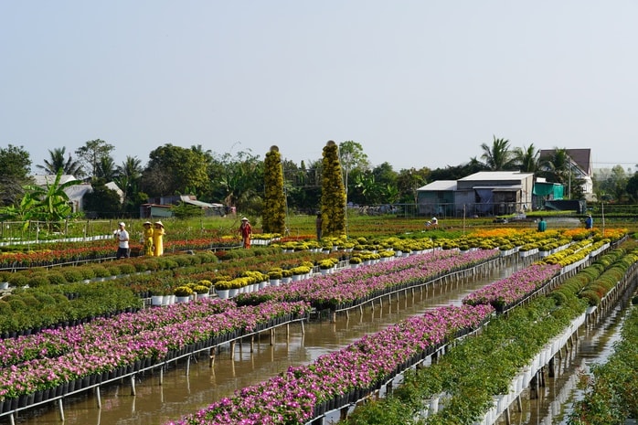 CLIP: Cúc mâm xôi Song Hỷ đang gây sốt dịp giáp Tết - Ảnh 17.