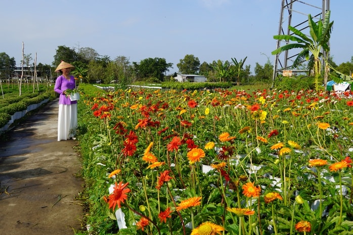 CLIP: Cúc mâm xôi Song Hỷ đang gây sốt dịp giáp Tết - Ảnh 15.