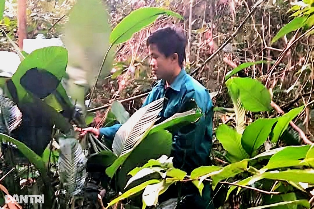 Băng rừng, lội khe tìm hái thứ lá nhìn là thấy Tết - 1