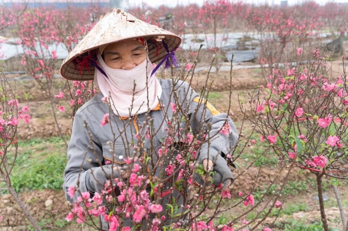 Người dân thu hoạch đào bán dịp Tết Nguyên đán Bính Ngọ. Ảnh: Hoàng Giang