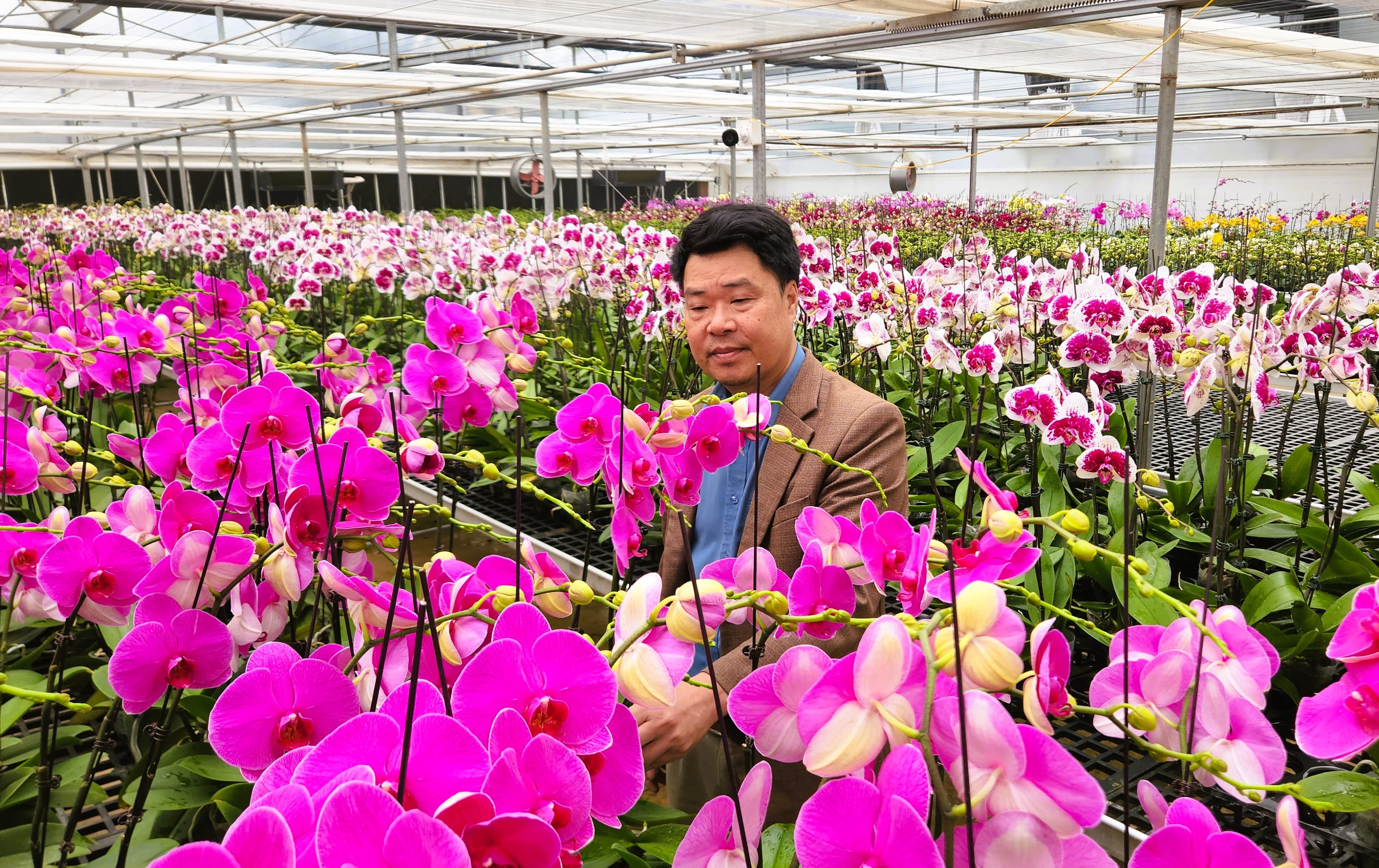 Đầu tư 10 tỉ đồng trồng loài hoa "quý tộc" bán cho người dân chơi Tết - Ảnh 1.