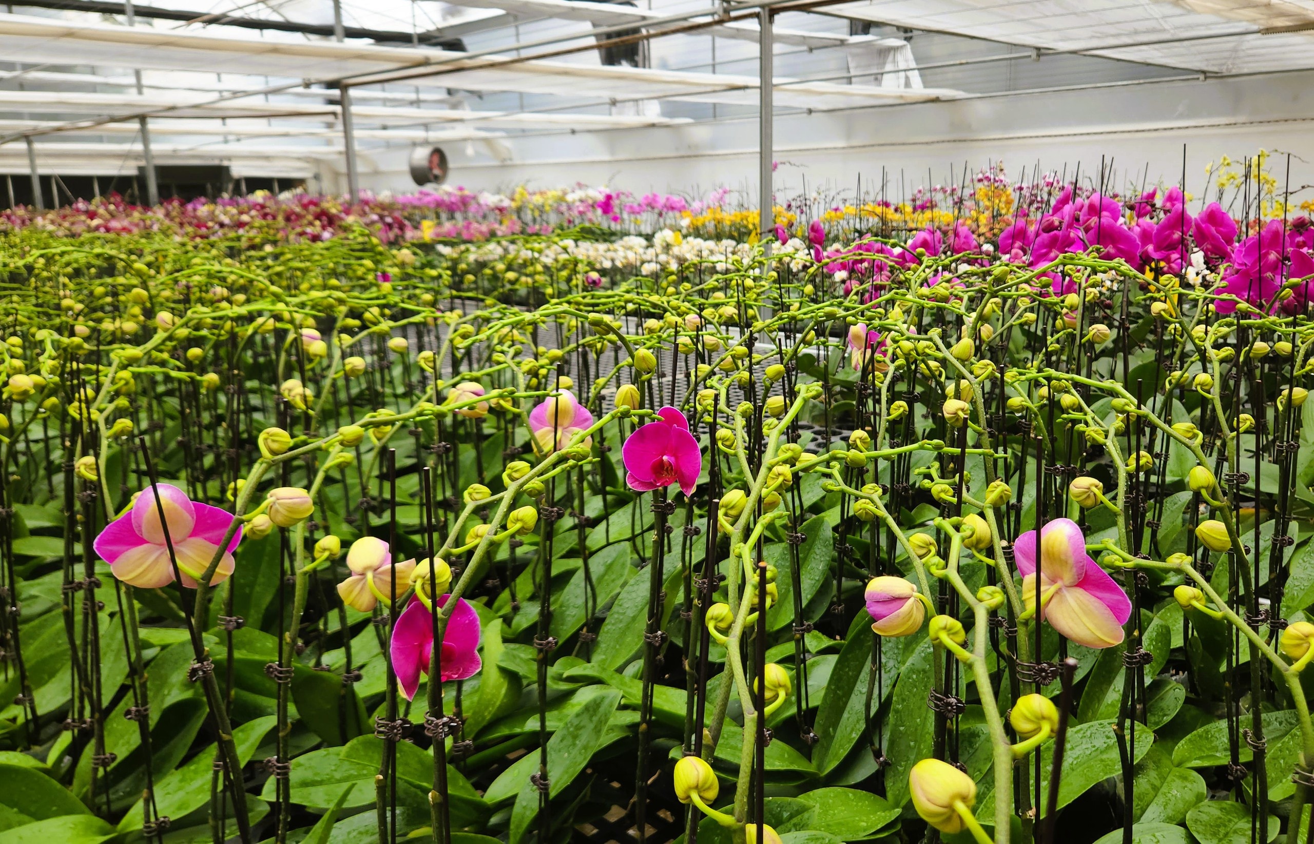 Đầu tư 10 tỉ đồng trồng loài hoa "quý tộc" bán cho người dân chơi Tết - Ảnh 6.