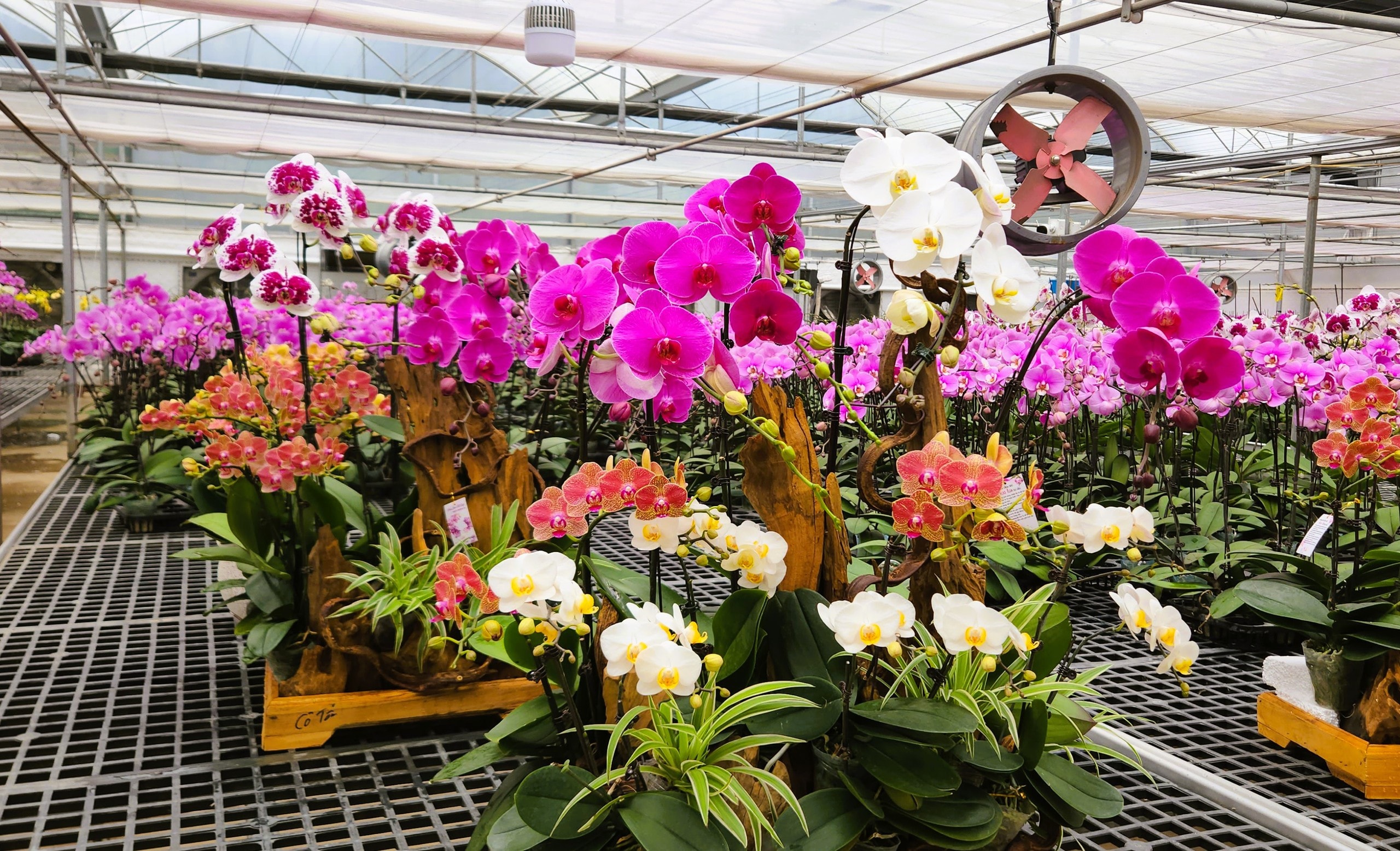 Đầu tư 10 tỉ đồng trồng loài hoa "quý tộc" bán cho người dân chơi Tết - Ảnh 12.