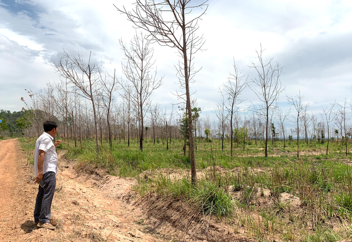 Gia Lai: Đánh giá "đại dự án" chuyển đổi 50.000 ha rừng trồng cao su- Ảnh 1. Gia Lai: Đánh giá "đại dự án" chuyển đổi 50.000 ha rừng trồng cao su- Ảnh 1.