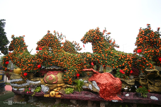 Tạo quýt hình ngựa bán Tết 2026 tại xã Mễ Sở, Hưng Yên, tháng 1/2026. Ảnh: Phạm Chiểu