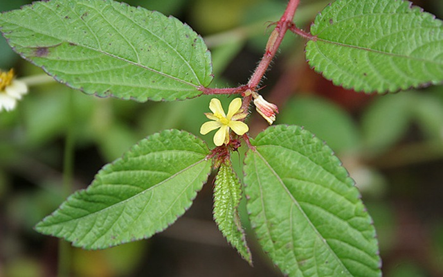 Loại rau hiếm khi “ngậm” thuốc trừ sâu, trời Tây mê tít: Ra chợ Việt là thấy đầy- Ảnh 2.