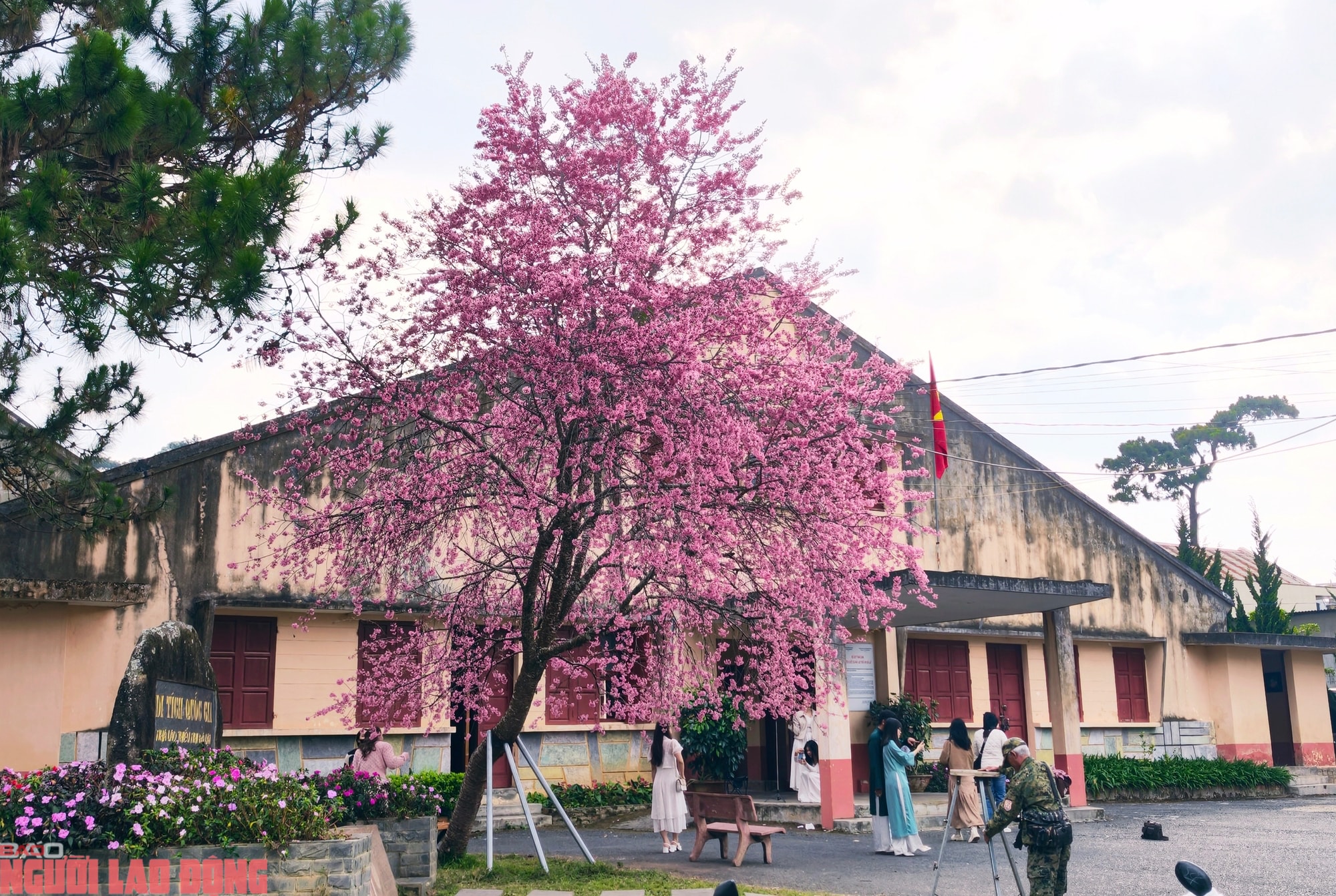 Cây mai anh đào "siêu hot" ở Đà Lạt, hàng trăm người chờ check-in mỗi ngày - Ảnh 1.