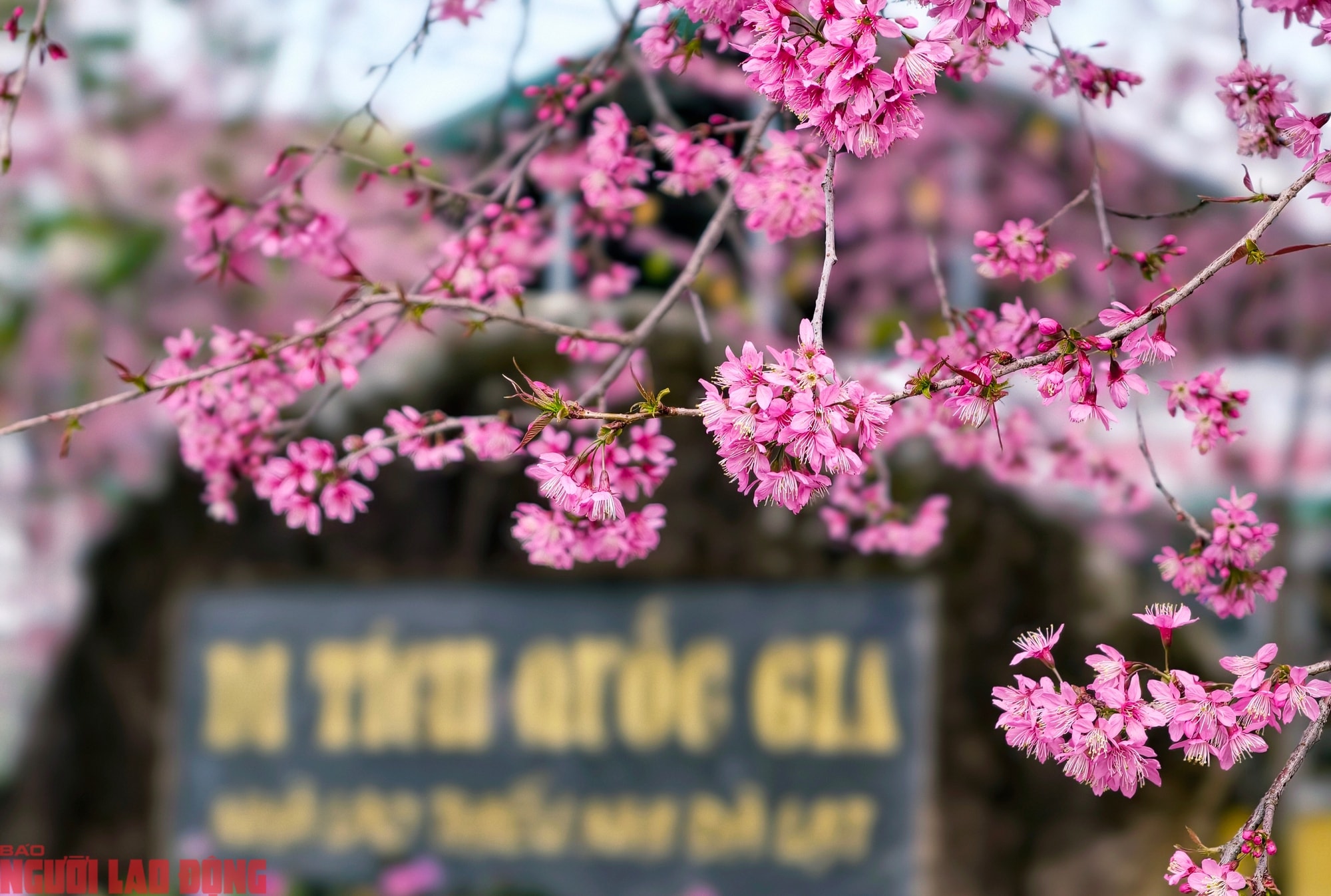 Cây mai anh đào "siêu hot" ở Đà Lạt, hàng trăm người chờ check-in mỗi ngày - Ảnh 2.