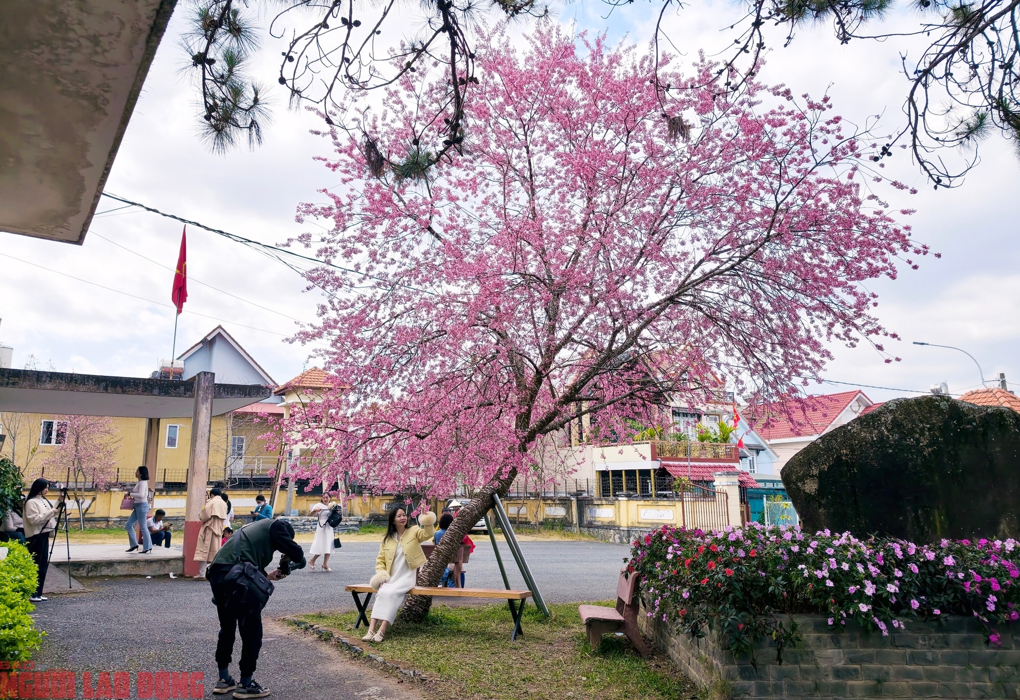 Cây mai anh đào "siêu hot" ở Đà Lạt, hàng trăm người chờ check-in mỗi ngày - Ảnh 7.