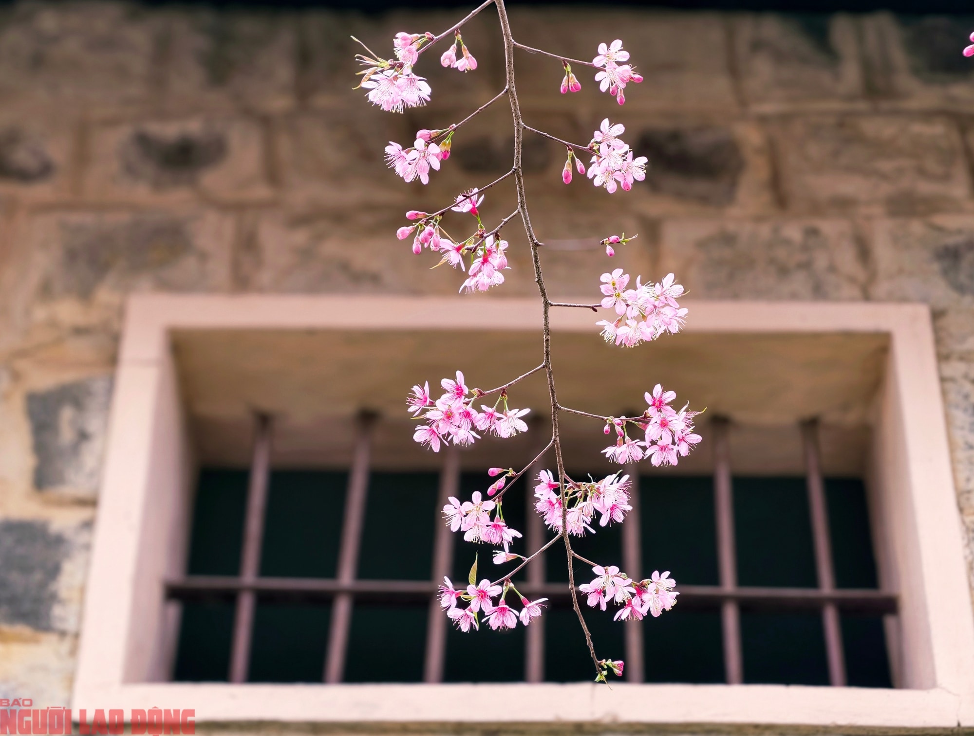 Cây mai anh đào "siêu hot" ở Đà Lạt, hàng trăm người chờ check-in mỗi ngày - Ảnh 9.