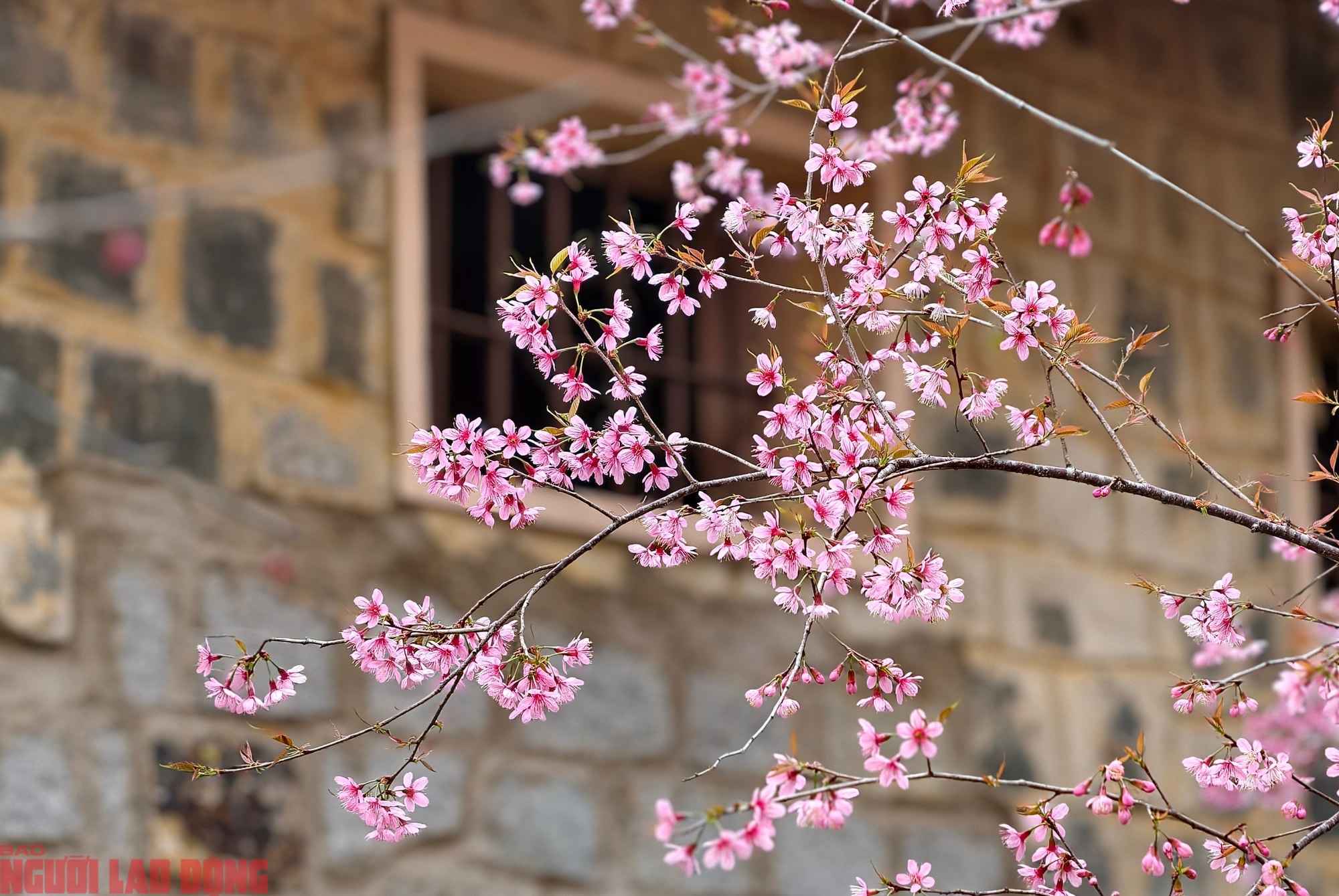 Cây mai anh đào "siêu hot" ở Đà Lạt, hàng trăm người chờ check-in mỗi ngày - Ảnh 10.