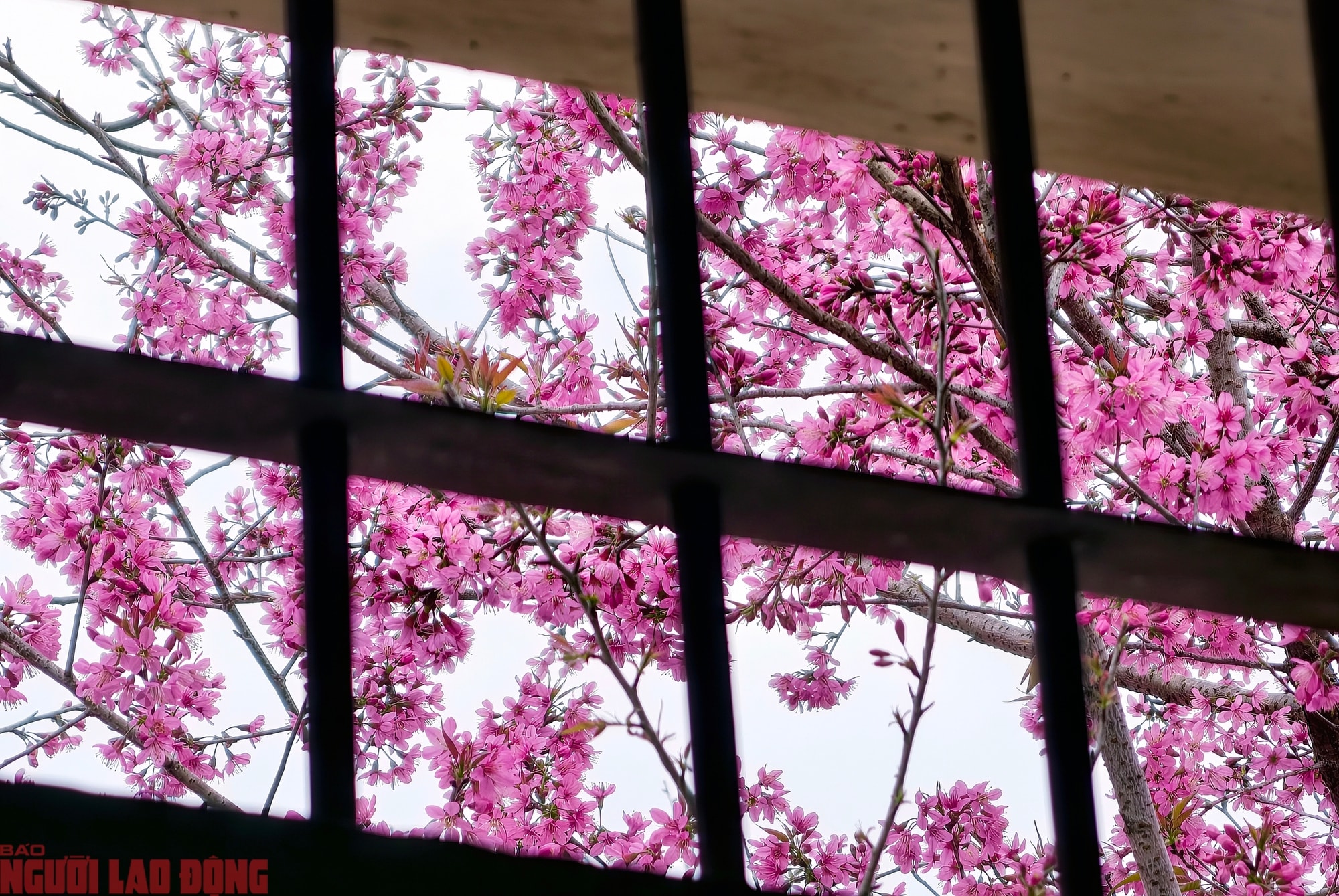 Cây mai anh đào "siêu hot" ở Đà Lạt, hàng trăm người chờ check-in mỗi ngày - Ảnh 11.