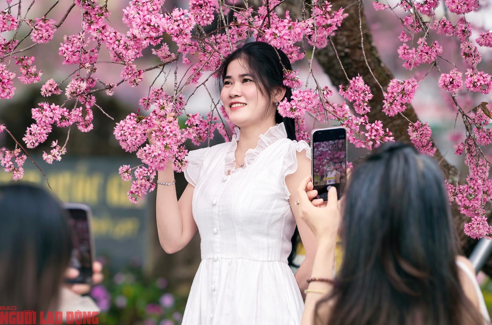 Cây mai anh đào "siêu hot" ở Đà Lạt, hàng trăm người chờ check-in mỗi ngày - Ảnh 12.