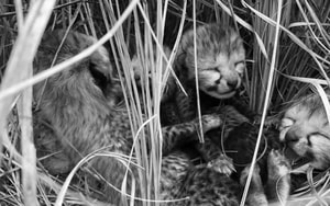 "Quái thú" có lớp mỡ dày 15cm, sống ở nơi lạnh nhất thế giới- Ảnh 10.