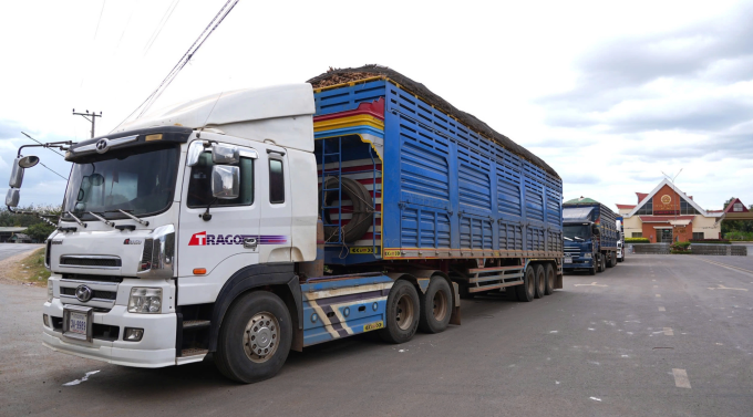 Xe tải chở khoai mì xếp hàng khu vực cửa khẩu Xa Mát chờ thông quan. Ảnh: Nam An