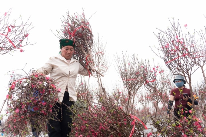 Đào Ô Diên (Hà Nội) sẵn sàng đưa đào xuống phố. Ảnh: Hoàng Giang