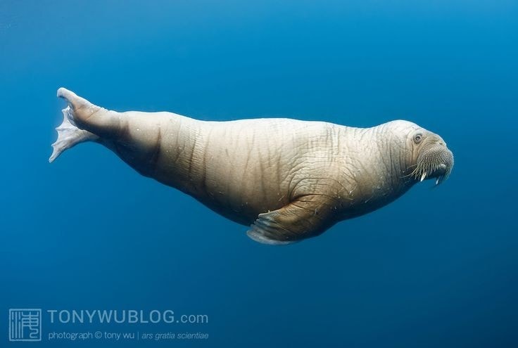 "Quái thú" có lớp mỡ dày 15cm, sống ở nơi lạnh nhất thế giới- Ảnh 7.