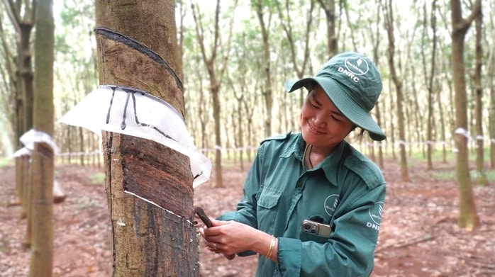 Lợi nhuận cao su Đồng Nai đạt 736 tỉ đồng, thu nhập bình quân 16 triệu đồng/người/tháng - Ảnh 4.