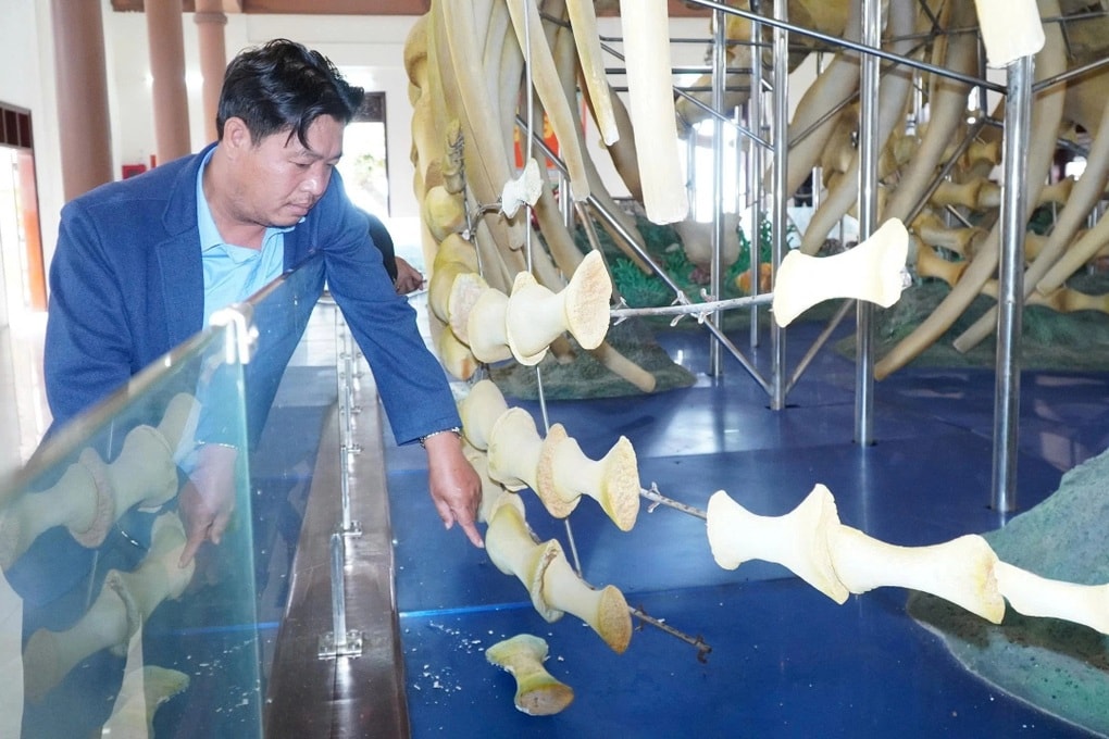 Hai bộ xương cá voi 300 năm tuổi ở Lý Sơn bị hư hỏng - 2