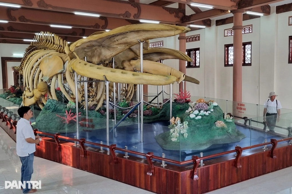 Hai bộ xương cá voi 300 năm tuổi ở Lý Sơn bị hư hỏng - 1