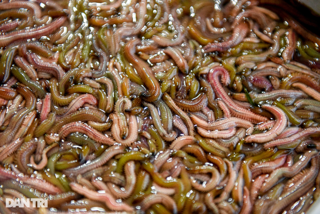 Tưởng bánh rán, khách Tây sửng sốt khi thấy nguyên liệu bò lúc nhúc - 3 Tưởng bánh rán, khách Tây sửng sốt khi thấy nguyên liệu bò lúc nhúc - 3