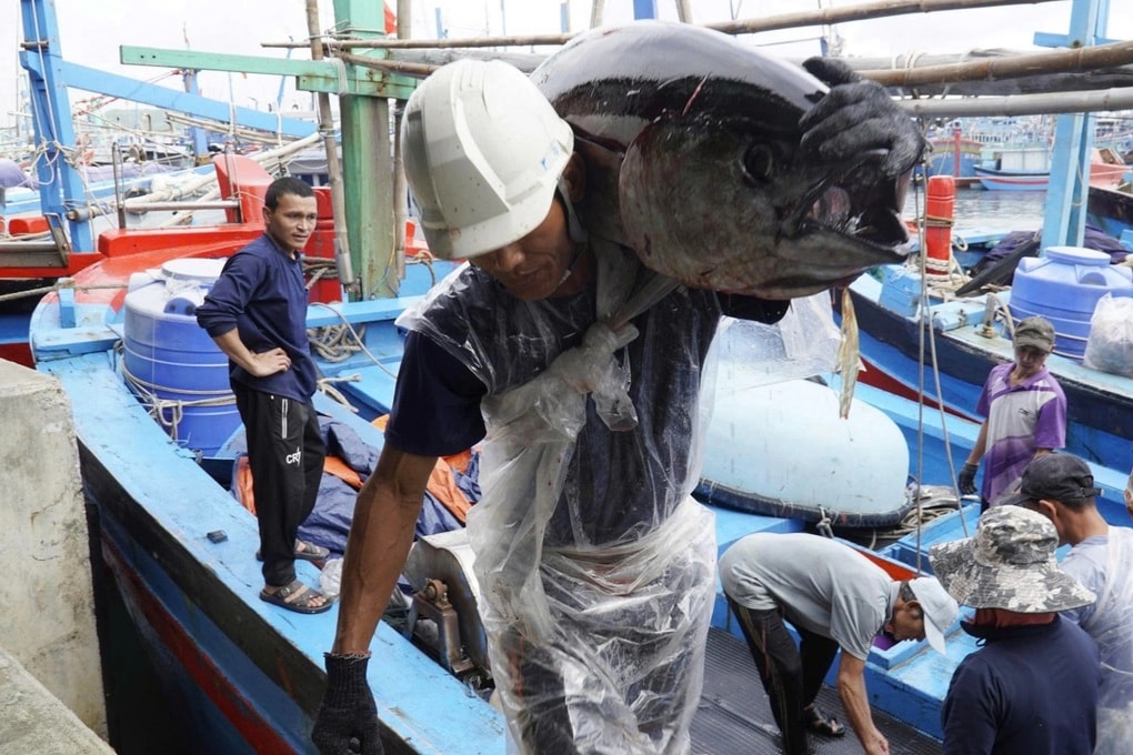 Săn “thủy quái” đại dương, ngư dân trúng đậm chuyến biển ngày giáp Tết - 2 Săn “thủy quái” đại dương, ngư dân trúng đậm chuyến biển ngày giáp Tết - 2