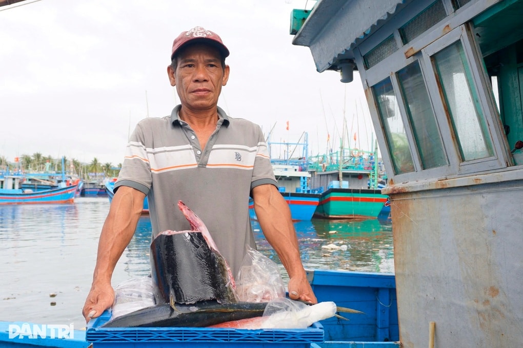 Săn “thủy quái” đại dương, ngư dân trúng đậm chuyến biển ngày giáp Tết - 3 Săn “thủy quái” đại dương, ngư dân trúng đậm chuyến biển ngày giáp Tết - 3